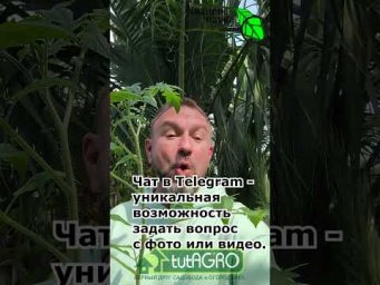 ТОМАТЫ ПОСИНЕЛИ! Зрители в панике! Помидоры стали синими и как спасти кусты за 1 минуту.