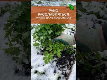 СОБИРАЮ ДАЖЕ ИЗ-ПОД СНЕГА! Рано расслабляться. Не вздумайте закрывать огородный сезон без ЭТОГО
