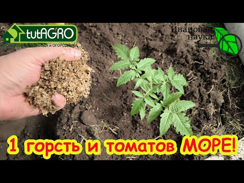 ОДНА ГОРСТЬ В ЛУНКУ и УРОЖАЙ ОГРОМНЫЙ! Ни жирования, ни вершинной гнили с такой заправкой лунок.