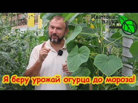 1 РАЗ ПОЛЕЙТЕ ОГУРЦЫ и ОНИ БУДУТ ДАВАТЬ УРОЖАЙ ДО МОРОЗА. Подкормка на продление урожая огурца. 1 РАЗ ПОЛЕЙТЕ ОГУРЦЫ и ОНИ БУДУТ ДАВАТЬ УРОЖАЙ ДО МОРОЗА. Подкормка на продление урожая огурца.