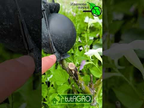 100 % укоренение без ухода. Необычное размножение роз. Черенкование без обрезания. 100 % укоренение без ухода. Необычное размножение роз. Черенкование без обрезания.