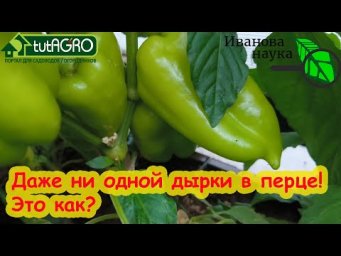 КУДА ТЫ ДЕЛ ВСЕХ СЛИЗНЕЙ? Почему нет ни одного дырявого перца? Где все улитки? А вот где!