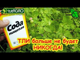 ТЛЯ ЛОПАЕТСЯ ПРЯМО НА ГЛАЗАХ: сода от тли в саду и в огороде. Обработка смородины и роз от тли.