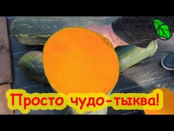 ЭТУ ТЫКВУ ВЫ ПОЛЮБИТЕ НАВСЕГДА! Настоящее ЧУДО, а не просто ТЫКВА. Ароматная, сладкая, вкусная.