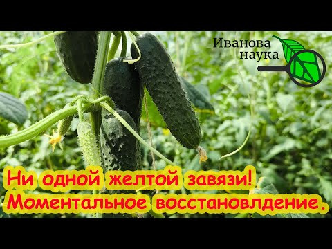 Пару капель на ведро и Огурцов нарастает Тонна! Даже пожелтевшие снова позеленеют и заплодоносят! Пару капель на ведро и Огурцов нарастает Тонна! Даже пожелтевшие снова позеленеют и заплодоносят!