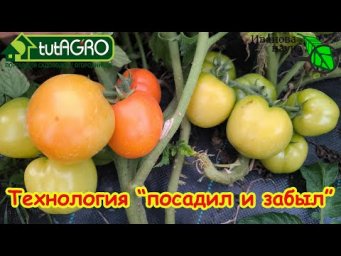 Я потратил 15 минут в неделю и собрал 150 кг помидоров! Уличные томаты в контейнерах.
