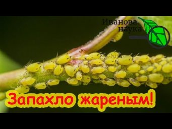 ОБОЙДЕМСЯ БЕЗ ТЛИ! Не дайте тлям жизни. Чем выжечь тлей в саду.