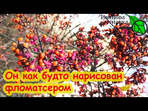 НЕЗЕМНАЯ КРАСОТА НА ВСЮ ЗИМУ! Это растение украсит любой сад. Бесподобный и растет вообще без ухода. НЕЗЕМНАЯ КРАСОТА НА ВСЮ ЗИМУ! Это растение украсит любой сад. Бесподобный и растет вообще без ухода.