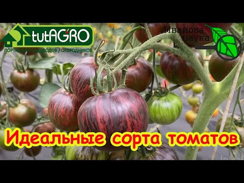 Сорта томата, которые УДИВЯТ своими плодами! Такое можно продавать? Странные томаты Софии Сааковой.