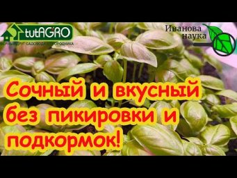 ЛУЧШИЙ СПОСОБ ПОСЕВА БАЗИЛИКА! Сочный и вкусный базилик - уже на подоконнике. Теперь сею только так!