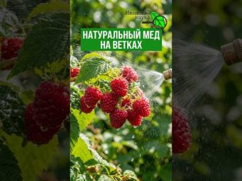 Осенняя ПОДКОРМКА для СЛАДОСТИ и БЫСТРОГО СОЗРЕВАНИЯ малины! НИКАКИХ ГНИЛЕЙ и ПЯТЕН на листьях
