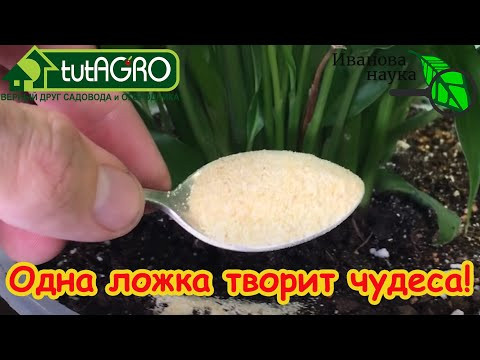 ВСЕГО 1 Ложка под Любой Домашний Цветок и Он Снова Позеленеет и Пышно Зацветет! И Мошки Уйдут Прочь! ВСЕГО 1 Ложка под Любой Домашний Цветок и Он Снова Позеленеет и Пышно Зацветет! И Мошки Уйдут Прочь!