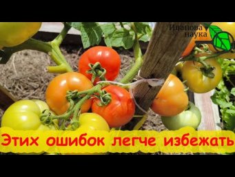 5 ДОСАДНЫХ ОШИБОК В ПЕРИОД НАЛИВА и СБОРА УРОЖАЯ ТОМАТОВ. Их совершают даже профи! Уход за томатами.