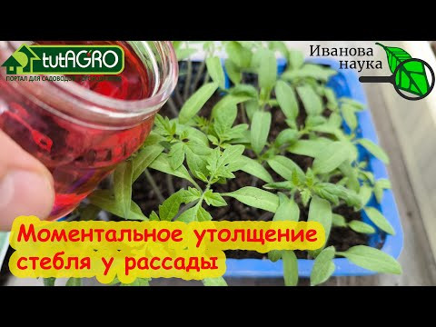 СТЕБЕЛЬ У РАССАДЫ ТОЛСТЫЙ КАК МИЗИНЕЦ! Рассада не падает и не вытягивается. Поливаю простым отваром. СТЕБЕЛЬ У РАССАДЫ ТОЛСТЫЙ КАК МИЗИНЕЦ! Рассада не падает и не вытягивается. Поливаю простым отваром.
