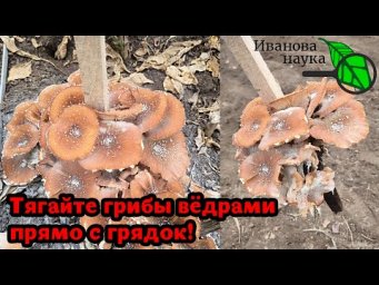 КАК ВЫРАСТИТЬ МНОГО ВКУСНЫХ ГРИБОВ НА СВОЕМ УЧАСТКЕ.