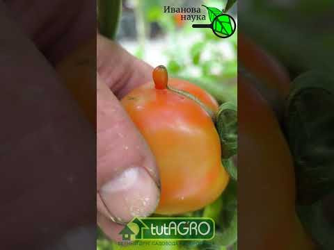 Томаты с носом и писюном: как такие есть?