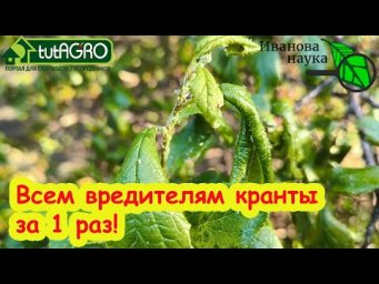 ТЛЮ ВЫЖИГАЕТ МОМЕНТАЛЬНО! Убираем тлю, муху и других вредителей за 1 раз. Хватит 1 раза в год.