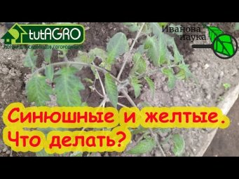 ЭТИ 4 ОШИБКИ СОВЕРШАЮТ ДАЖЕ АГРОНОМЫ ПРОФИ! Не останьтесь без урожая томатов! РАЗБОР ПОЛЕТОВ № 7.
