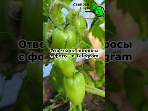 БЕЗ УДОБРЕНИЙ УРОЖАЙ В 10 РАЗ БОЛЬШЕ! Простой способ увеличить урожай томатов без удобрений. БЕЗ УДОБРЕНИЙ УРОЖАЙ В 10 РАЗ БОЛЬШЕ! Простой способ увеличить урожай томатов без удобрений.