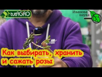 КАК ВЫБРАТЬ, СОХРАНИТЬ и ПОСАДИТЬ САЖЕНЦЫ: розы, смородину, вейгелу и прочие саженцы в каперсах.