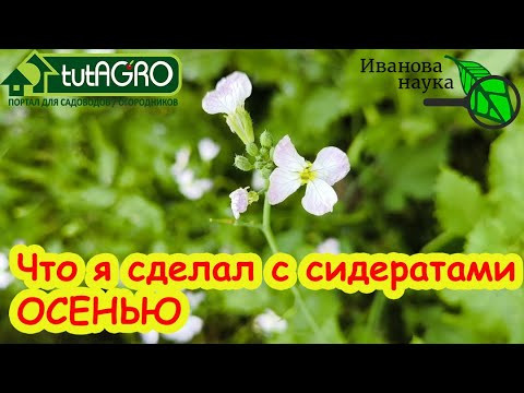 Моя Грядка ЗАГОВОРИЛА! Что я сделал с сидератами осенью. Сидераты - Секретный Ингредиент Осени.