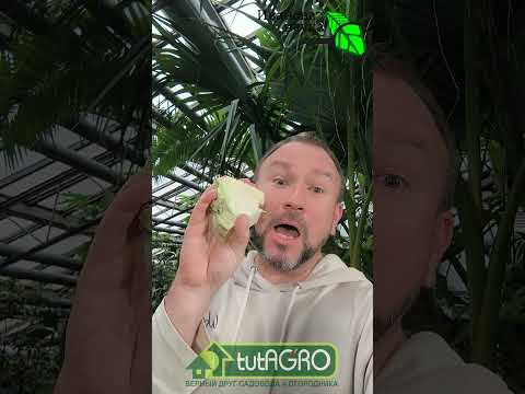 Никогда не выбрасывайте КОЧЕРЫЖКИ! 