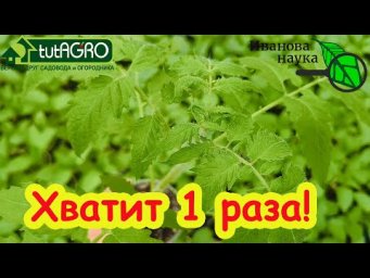 ЭТО ЕСТЬ ВО ВСЕХ КИТАЙСКИХ РУКОВОДСТВАХ ПО ТОМАТУ! Нашумевшая подкормка перед высадкой рассады.