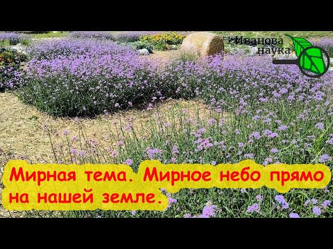 УМИРОТВОРЕНИЕ. Растения + человеческие руки творят чудеса. Минуты мира и спокойствия под нашим небом УМИРОТВОРЕНИЕ. Растения + человеческие руки творят чудеса. Минуты мира и спокойствия под нашим небом