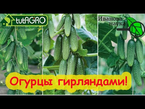 ОСЛЕПЛЕНИЕ ОГУРЦА: формируем огурцы на большой урожай. Вот что обязательно надо удалить у огурца! ОСЛЕПЛЕНИЕ ОГУРЦА: формируем огурцы на большой урожай. Вот что обязательно надо удалить у огурца!