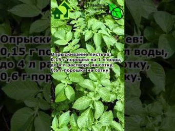 Актара против колорадского жука: как правильно использовать Актару против вредителей картофеля.