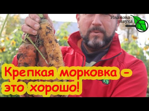 ХОТЬ НА ПЕСКЕ, ХОТЬ НА ГЛИНЕ: сочная, крепкая, вкусная морковь. Несколько простецких советов для вас ХОТЬ НА ПЕСКЕ, ХОТЬ НА ГЛИНЕ: сочная, крепкая, вкусная морковь. Несколько простецких советов для вас