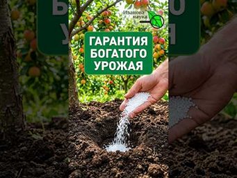 ЛУЧШАЯ ПОДКОРМКА САДА ОСЕНЬЮ! Богатый вкусный урожай ГАРАНТИРОВАН