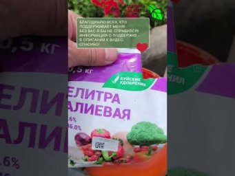 Вся КАРТОШКА чистая и крупная!  Секрет подкормки в ИЮЛЕ 