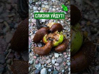 Слизни уйдут САМИ!  Дедовский метод без химии и танцев с бубнами!  Рабочий способ.