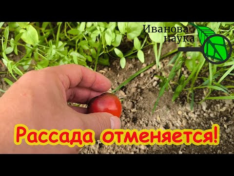 НЕ ВОЗИТЕСЬ С РАССАДОЙ! ДЛЯ ЧЕГО НАДО ЗАКАПЫВАТЬ ПЛОДЫ ТОМАТА В ЗЕМЛЮ НА ЗИМУ. Подзимний посев семян НЕ ВОЗИТЕСЬ С РАССАДОЙ! ДЛЯ ЧЕГО НАДО ЗАКАПЫВАТЬ ПЛОДЫ ТОМАТА В ЗЕМЛЮ НА ЗИМУ. Подзимний посев семян