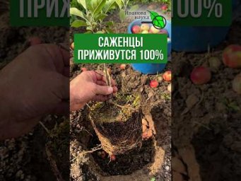ПРИЖИВУТСЯ даже САМЫЕ ХИЛЫЕ САЖЕНЦЫ! Осенняя посадка голубики и гортензии