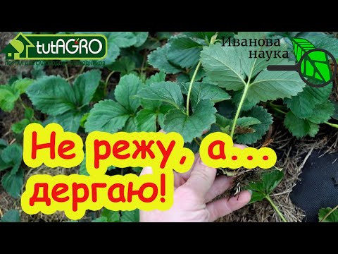 Уход за клубникой в августе: 3 простых шага к огромному урожаю! Ошибки, которые убивают урожай.