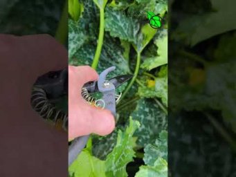ОГРОМНЫЙ урожай КАБАЧКОВ! Будут плодоносить ДО ОСЕНИ!