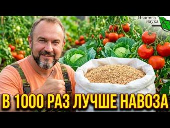 В 1000 РАЗ ЛУЧШЕ НАВОЗА! 1 раз и земля как новая. Копеечное осеннее удобрение для всего огорода