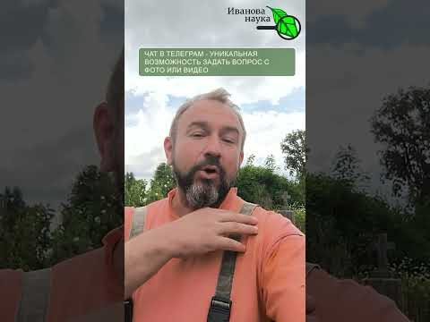 Как пасынковать кустовые томаты?  Раз-два и готово! Быстрый гид для новичков