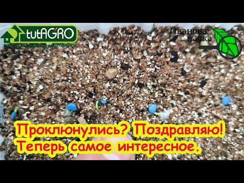 ПЕРЦЫ проклюнулись! Срочно сделайте ЭТО, чтобы не загубить рассаду. Что надо делать прямо сейчас. ПЕРЦЫ проклюнулись! Срочно сделайте ЭТО, чтобы не загубить рассаду. Что надо делать прямо сейчас.