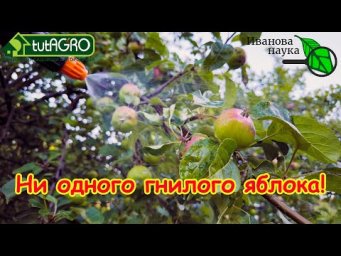 ОБРАБОТКА ПРЯМО ПО ПЛОДАМ: самая главная обработка яблонь и груш от болезней и вредителей.