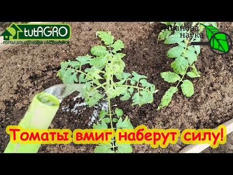 Томаты вмиг пойдут в рост. Первая подкормка томатов. Не пропустите её и получите богатый урожай. Томаты вмиг пойдут в рост. Первая подкормка томатов. Не пропустите её и получите богатый урожай.