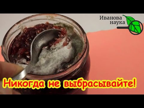 ПЛЕСЕНЬ НА ПРОДУКТАХ: ОПАСНАЯ, БЕЗОПАСНАЯ и ПОЛЕЗНАЯ. Какую плесень надо бояться. ПЛЕСЕНЬ НА ПРОДУКТАХ: ОПАСНАЯ, БЕЗОПАСНАЯ и ПОЛЕЗНАЯ. Какую плесень надо бояться.