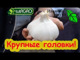 МОЖНО БЕЗ УДОБРЕНИЙ! УКРУПНЯЕМ ГОЛОВКУ: последняя подкормка чеснока перед уборкой.