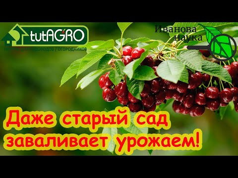 ВСЕ САДОВОДЫ БЛАГОДАРЯТ ЗА ЭТУ ОБРАБОТКУ! Хотите много урожая? Сделайте эту обработку сада весной. ВСЕ САДОВОДЫ БЛАГОДАРЯТ ЗА ЭТУ ОБРАБОТКУ! Хотите много урожая? Сделайте эту обработку сада весной.