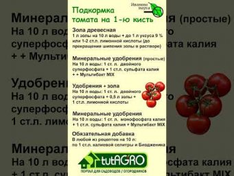 Подкормка томата на первую кисть. Очень важная подкормка томата для завязывания плодов.