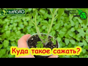 КУДА ЛУЧШЕ САЖАТЬ ТОМАТЫ ДЛЯ БОЛЬШОГО УРОЖАЯ.