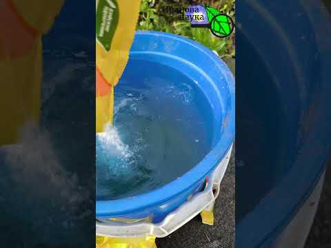 ТАКАЯ ПОДКОРМКА ХВОЙНЫХ СДЕЛАЕТ РАСТЕНИЯ ЕЩЕ КРАСИВЕЕ и ЗДОРОВЕЕ!