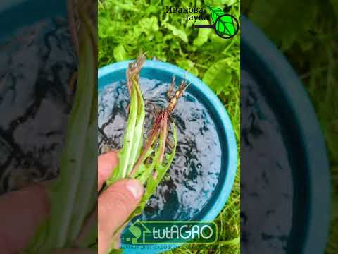 1 капля на ведро — и огород не узнать! Бабушкин секрет: томаты и огурцы ломятся от урожая! 1 капля на ведро — и огород не узнать! Бабушкин секрет: томаты и огурцы ломятся от урожая!